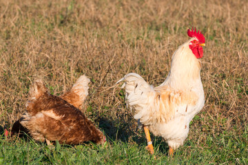 white rooster in grass in countryside