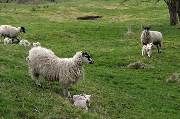 Mum with her new family