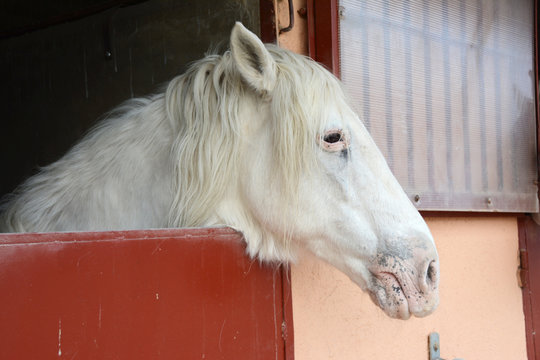 Cabeza de caballo