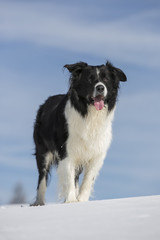 Border Collie Im Schnee