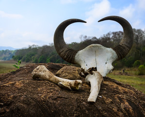 Gaur - Indian bison, skull and bones