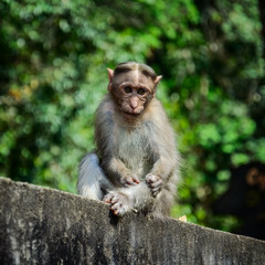 Naklejka na ściany i meble Funny monkey taken in Periyar Wildlife sanctuary
