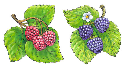 Watercolor set of fruit: raspberries and blackberries