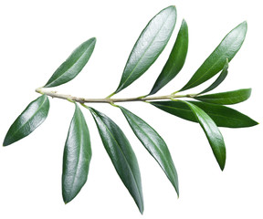 Olive twig on a white background.