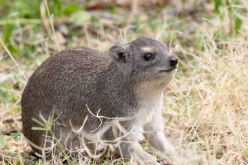 Rock hyrax, Procavia capensis in Tanzania
