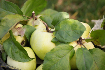 Fresh apple crop outdoors