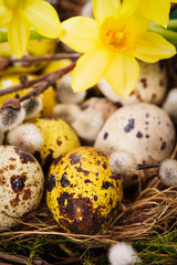 Easter eggs in the nest with narcissus