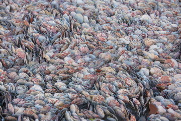 texture set of mollusk shells, mussels