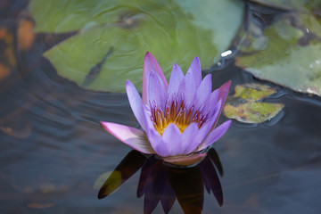 pink flower on the clear water