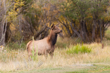 Alert Cow Elk