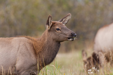 Cow Elk