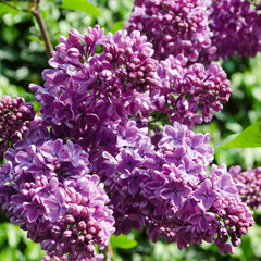 Lilac flowers