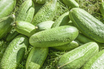 Cucumber