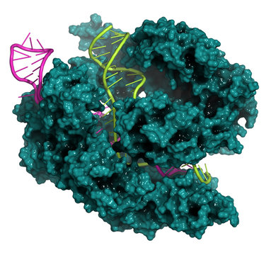CRISPR-CAS9 gene editing complex from Streptococcus pyogenes. 