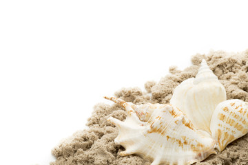 Scallop isolated on the white background.