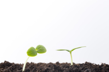 From seeds grown young seedlings.