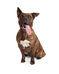 Hot and Thirsty Large Crossbreed Dog