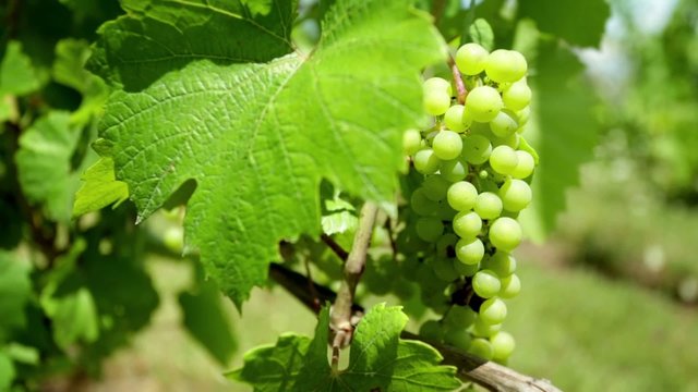 White grapes growing in a vineyard in summer.  Dolly shot.