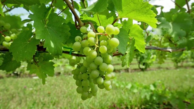 Camera move across white grapes growing in a vineyard in summer.