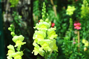 Beautiful flowers in the Royal Agricultural Station Inthanon.