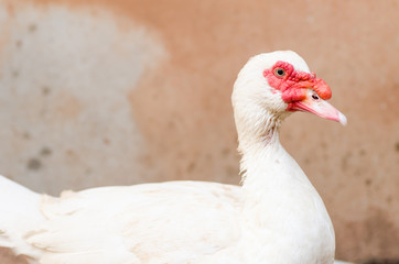 Duck in the farm
