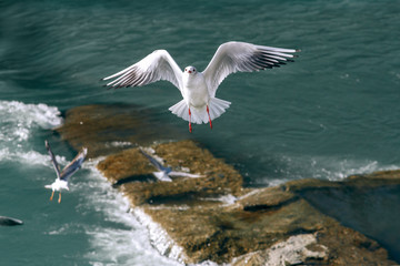 flying seagulls in sunlight