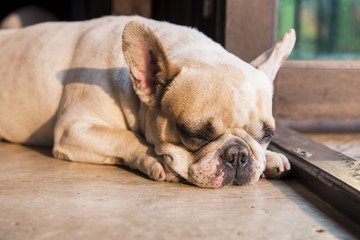 French bulldog sleeping on the floor. - 80114668