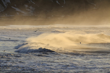 Il mare in Islanda: uccelli su onde