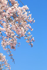 枝垂桜