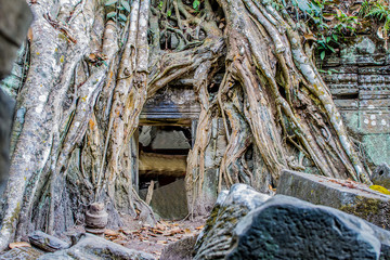 Ficus Strangulosa Banyan tree growing over a doorway in the anci
