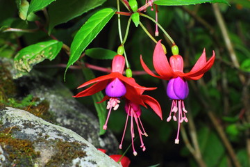 Fuchsia, Lady's Eardrops