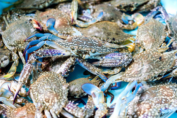 sea crab