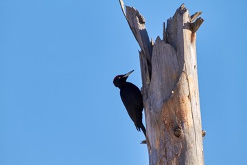 Woodpecker on deadwood