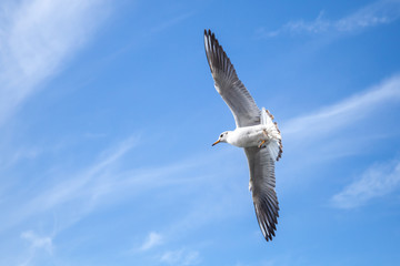 Big white seagull flying on blue cloudy sky