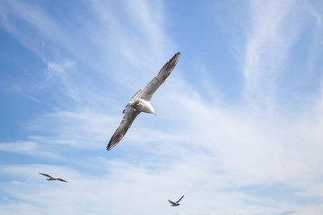 Seagulls flying on blue cloudy sky background