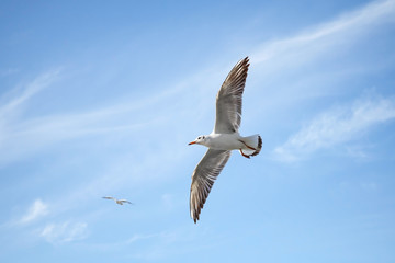 White seagulls flying over blue sky background