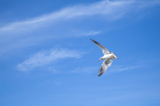 White big seagull flying on blue sky background