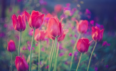 Vintage red tulips flowers