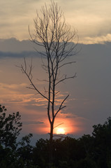 Fototapeta na wymiar Death tree over sky background in sunset