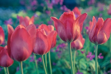 Vintage red tulips flowers