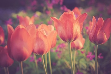 Vintage red tulips flowers