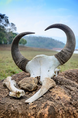 Gaur - Indian bison, skull and bones