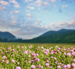 clover flowers on  meadow near green mountains