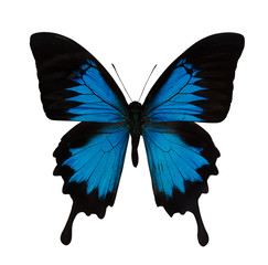 Obraz premium single bright blue butterfly