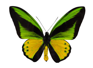 yellow and green large isolated butterfly