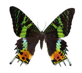 Fototapeta premium green and orange butterfly isolated on white
