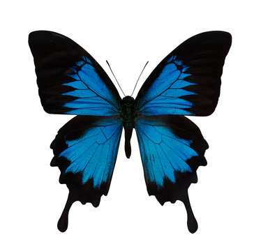 single bright blue butterfly