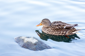 Fototapeta premium Female Mallard
