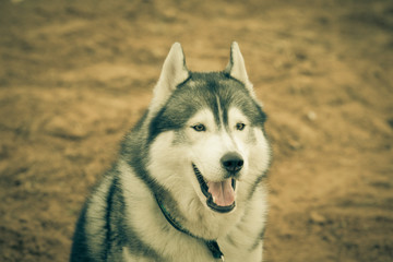 Portrait of husky dog with opened mouth. Toned