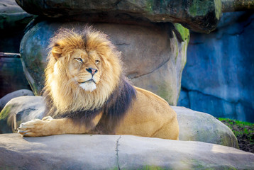 Naklejka premium Lion